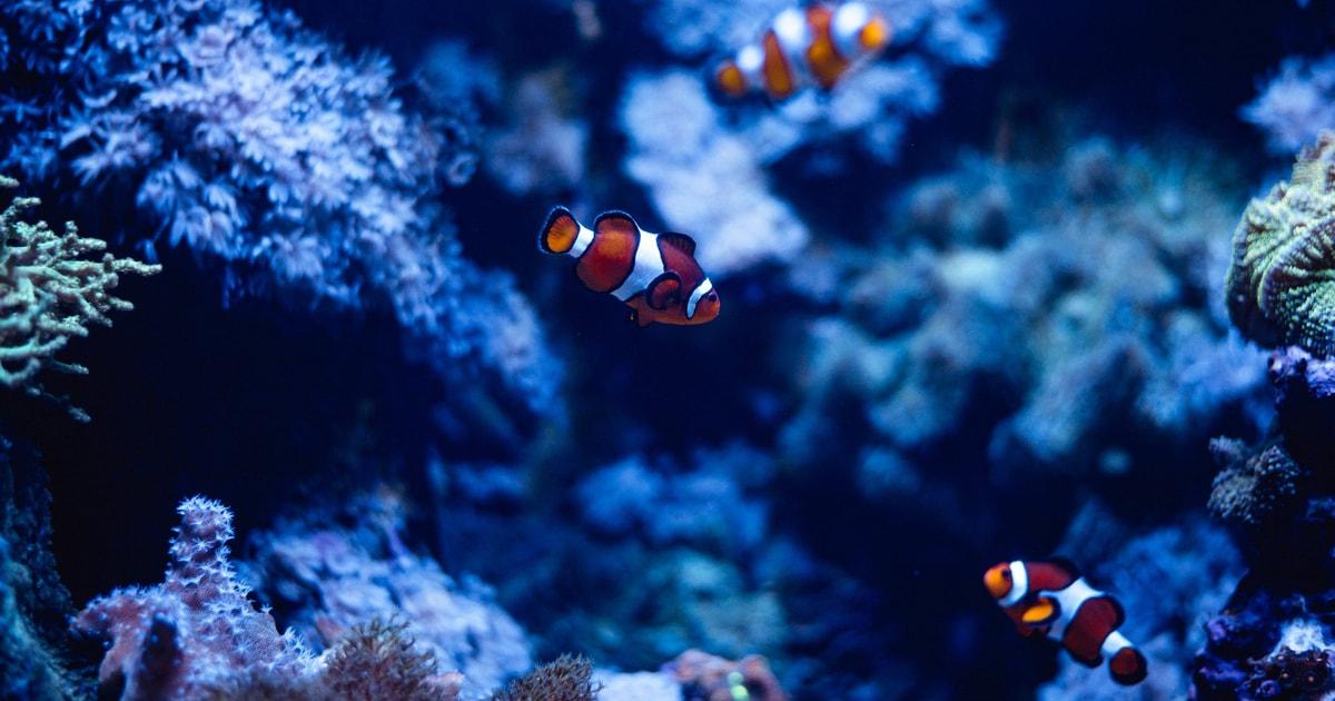 Malta National Aquarium ticket 3